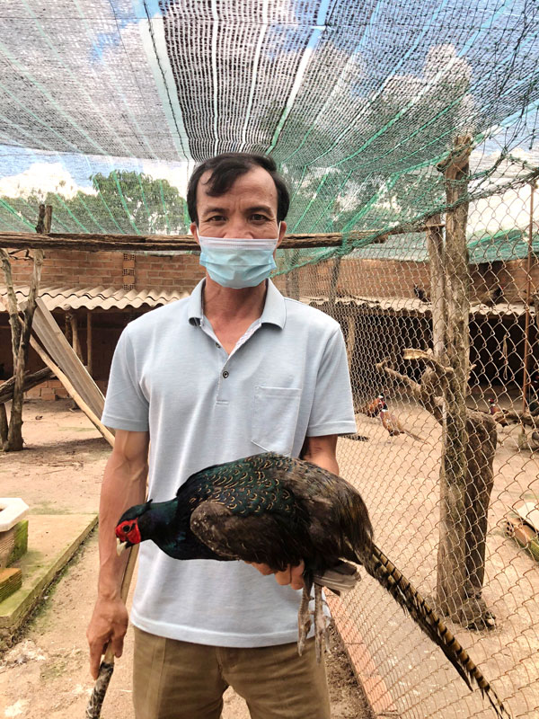Bán Giống Chim Trĩ 7 Màu Đỏ 3 Tháng Tuổi-Trang Trại Vườn Chim Việt